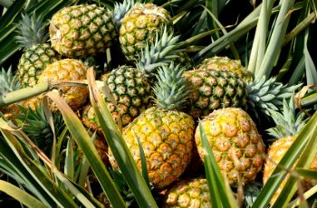 Organic Pineapple (अनानास) 1 piece 800g-1kg